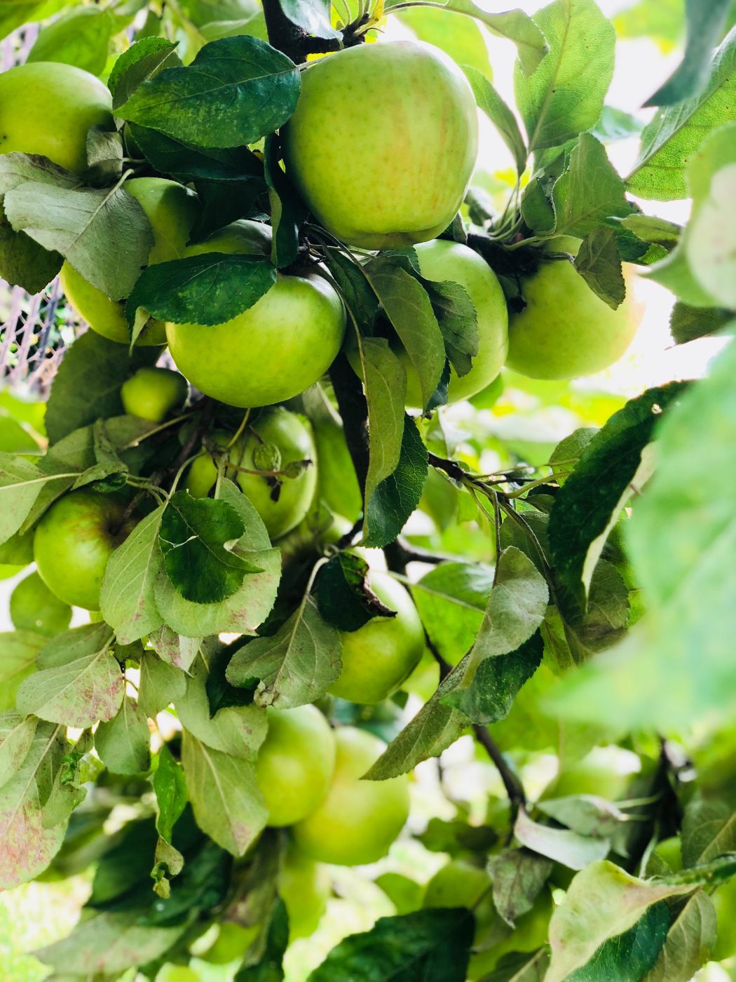 Green apples ripening on the Little VIP apple tree